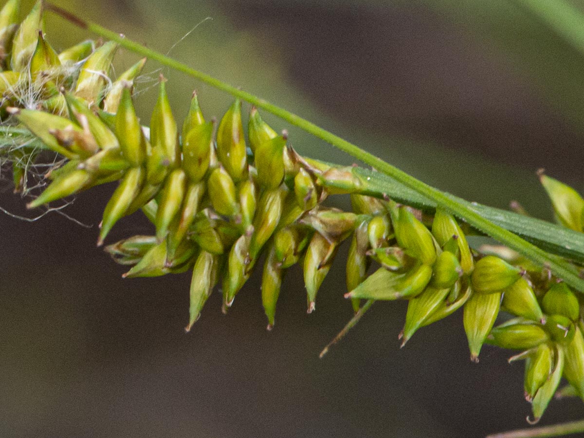 Ähre, Blatt